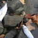 Image for article titled Why are thousands of dead birds suddenly falling from the sky?